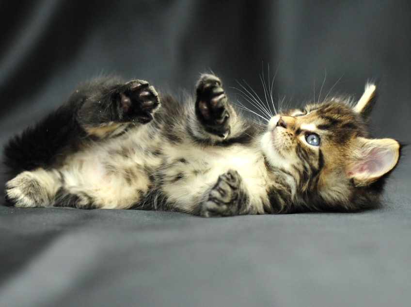 Kitten Fur : Le nouveau parfum insolite qui sent la fourrure de chaton