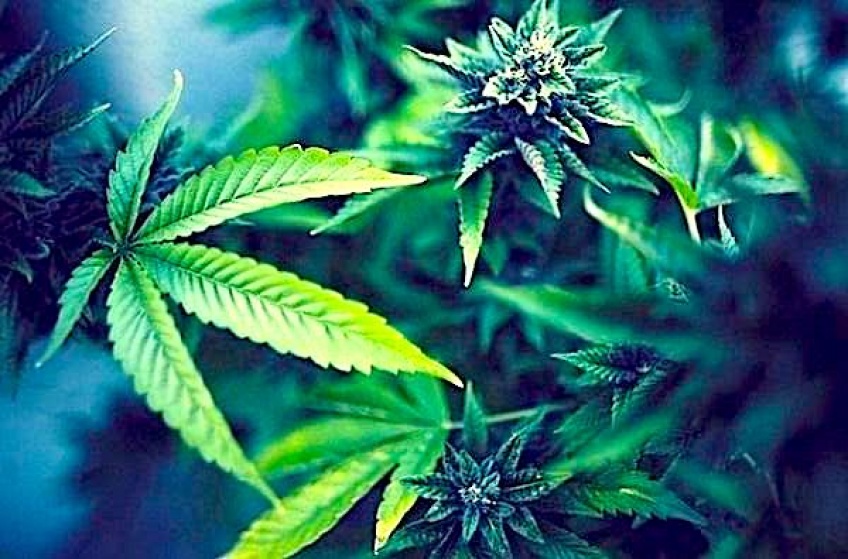 À Montréal, il est maintenant possible de faire des études pour devenir cultivateur de Cannabis