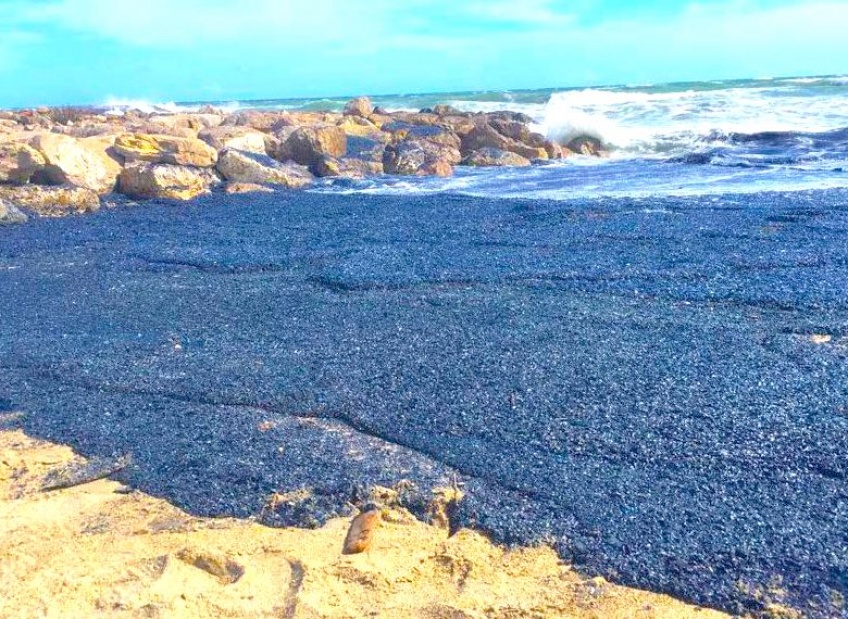 Des milliards de méduses violettes ont envahi la plage de Palavas-les-Flots !