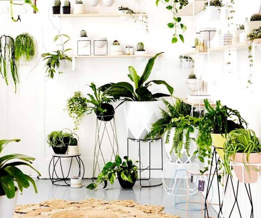 Healthyzone #24 : 10 plantes pour égayer votre intérieur, repérées sur Amazon cette semaine !