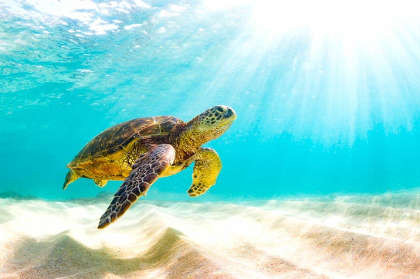 113 tortues sont retrouvées mortes sur les plages du Mexique