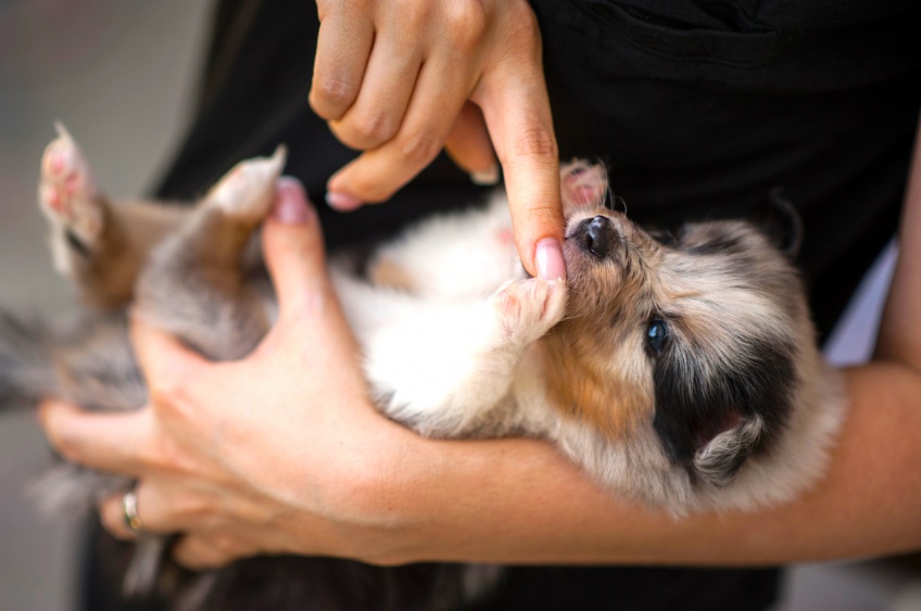 Une entreprise américaine propose des congés pour l’adoption d’un animal de compagnie !