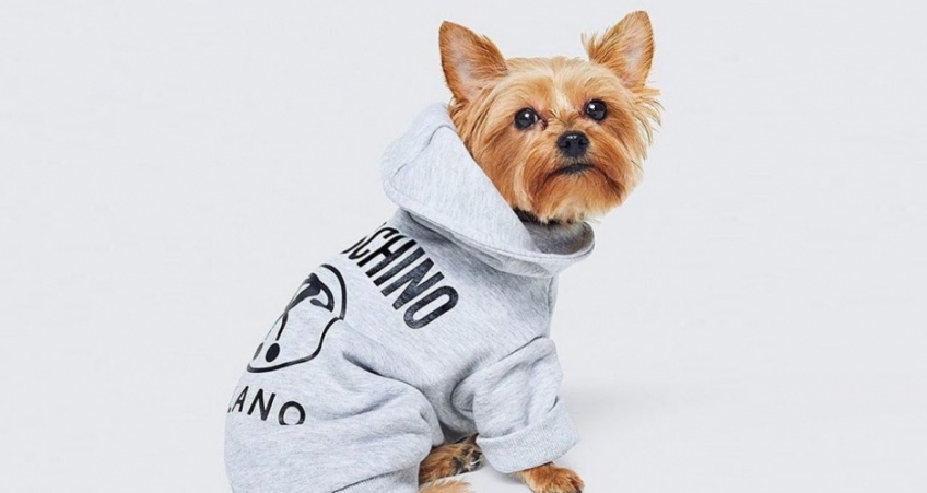H&M et Moschino signent une nouvelle collection qui a vraiment du chien !