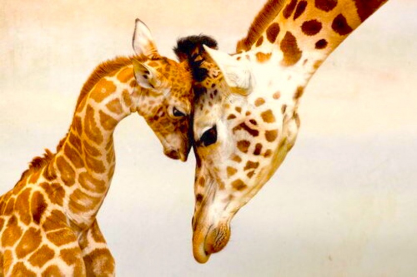 Les girafes sont maintenant considérées comme une espèce menacée d'extinction