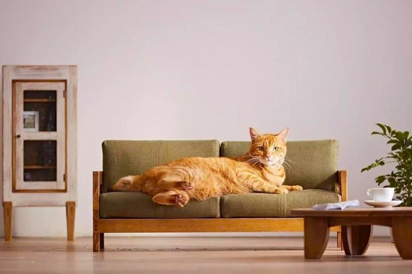 Chouchoutez votre chat avec cette gamme chic de meubles miniatures !
