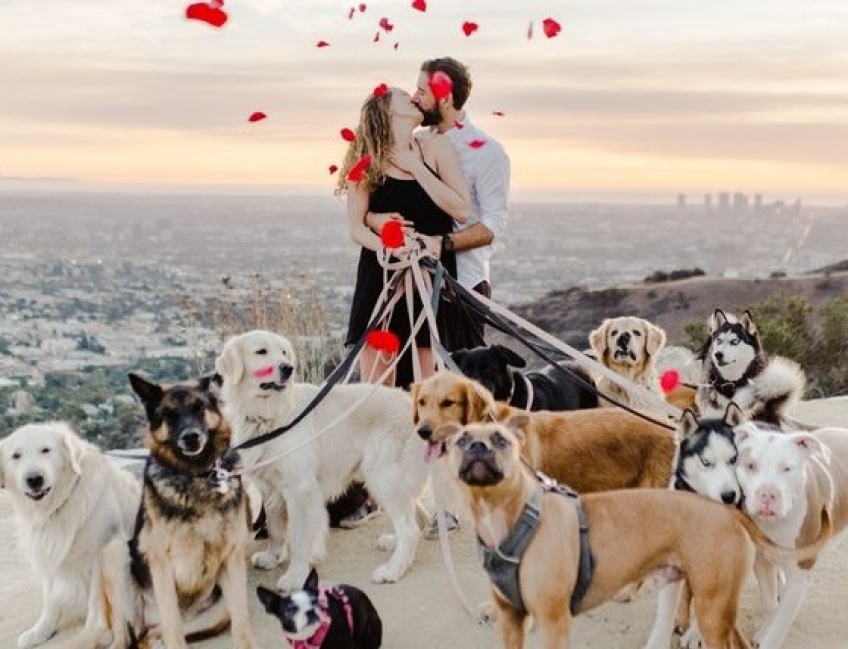 demande en mariage chiens