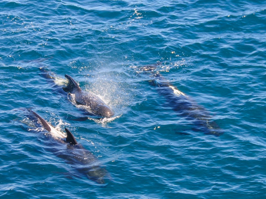 Le reportage éprouvant d’Hugo Clément sur le massacre de dauphins aux Îles Féroés