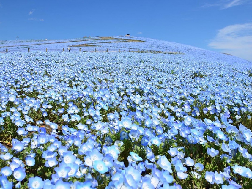 Avec plus de 5 millions de fleurs bleues, ce parc japonais offre un paysage merveilleux