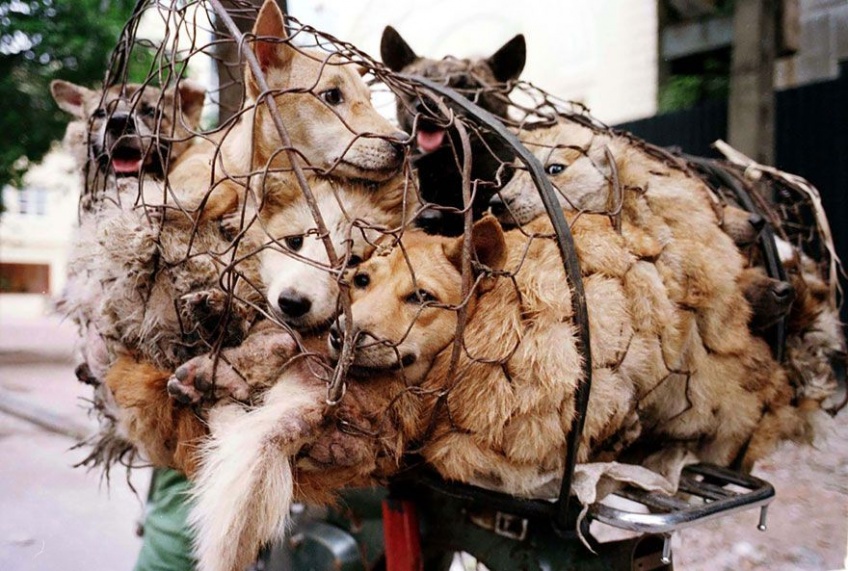 En Chine, l’horrible festival de la viande de chien est une nouvelle fois ouvert