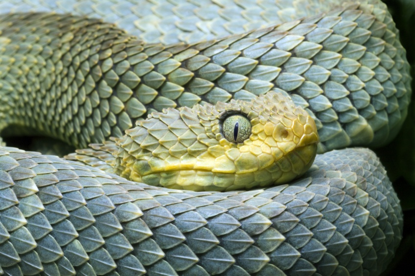 Un serpent de 120cm retiré de la gorge d'une femme après avoir pénétré dans sa bouche pendant qu'elle dormait
