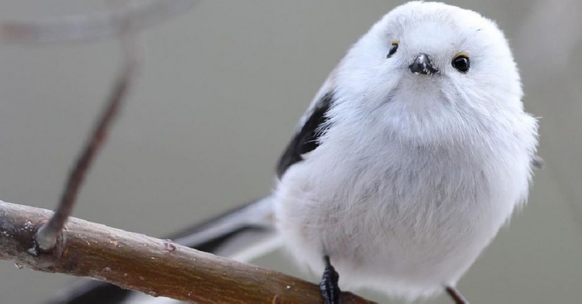 Ce petit oiseau du Japon ressemble à une boule de coton