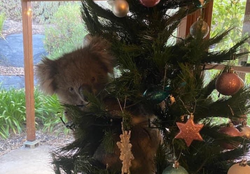 Une famille australienne découvre un koala accroché sur son sapin de Noël