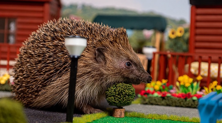 Animaux : un parc à hérissons ouvre ses portes au Royaume-Uni
