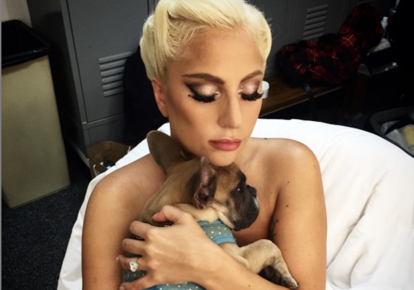 Les deux chiens de Lady Gaga kidnappés, son dog-sitter blessé par balle
