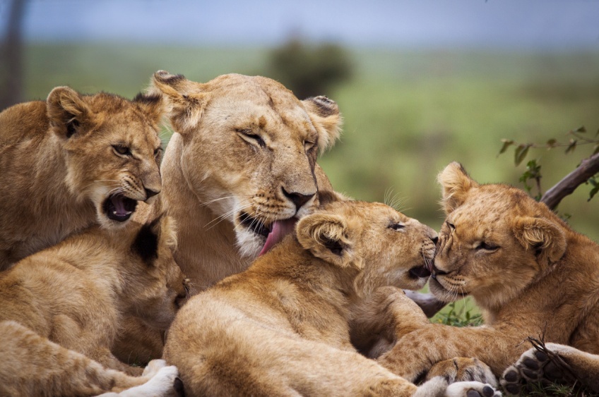 Animaux : L'Afrique du Sud interdit l'élevage de lions en captivité pour la chasse