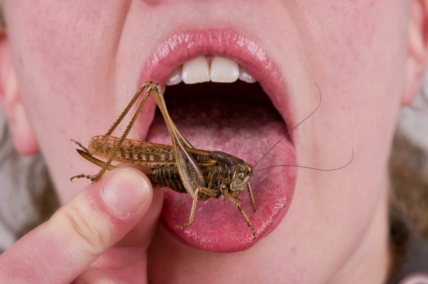 Food : L'Europe valide la mise sur le marché d'insectes en tant qu'aliments