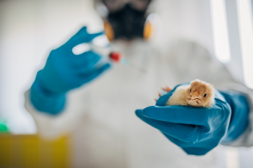 Le premier cas humain de grippe aviaire H10N3 détecté en Chine