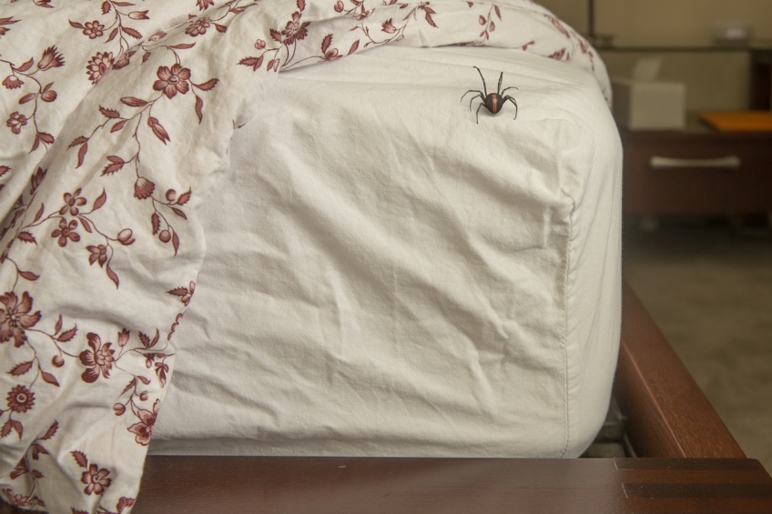 Voici l'heure favorite des araignées pour rentrer dans votre maison !