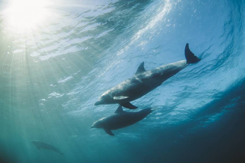 Cette année encore, près de 1400 dauphins ont été tués aux îles Féroé