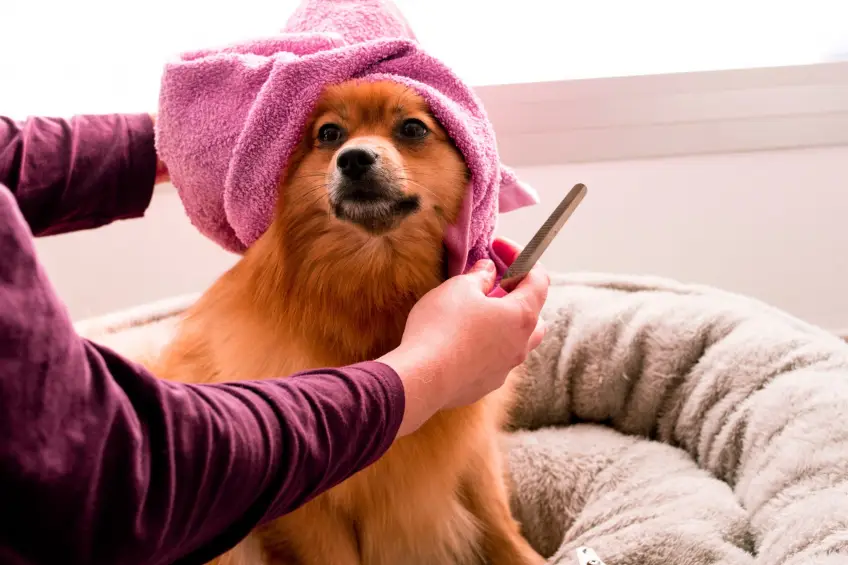 Ouverture du premier salon de coiffure à Londres pour les chiens et les propriétaires