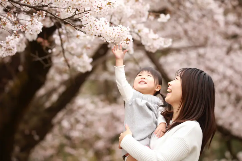 Au Japon, l'arrivée précoce des cerisiers en fleur est plus qu'inquiétante