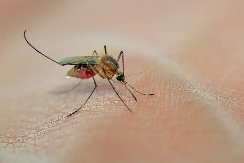 Par quoi les moustiques sont-ils attirés ? On a enfin la réponse !