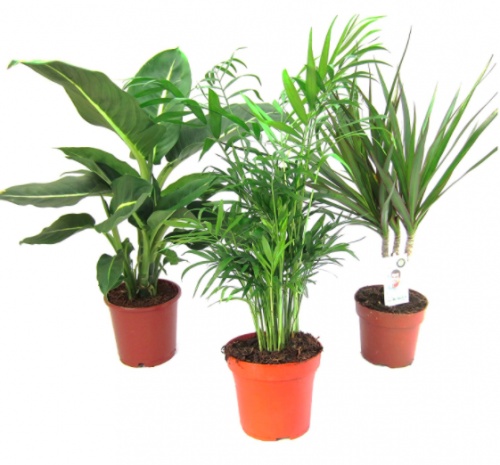 Pflanzenservice - Set de 3 plantes d'intérieur 