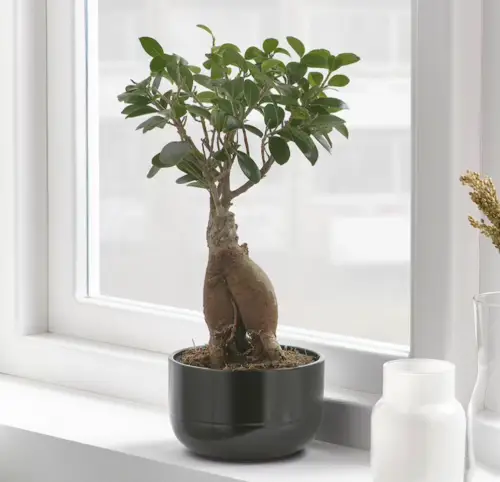 Ikea - Ficus