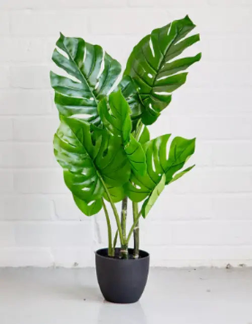 UO - fausse plante 