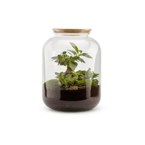 Maisons du Monde - Kit terrarium plantes bonbonne 
