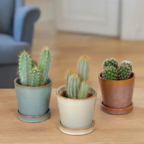 Interflora - Trio de cactus