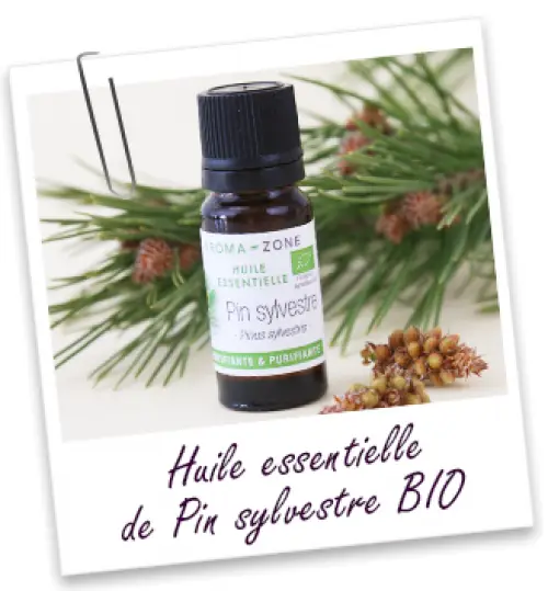 L’huile essentielle de Pin Sylvestre Bio