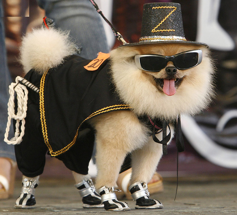 fashion dog